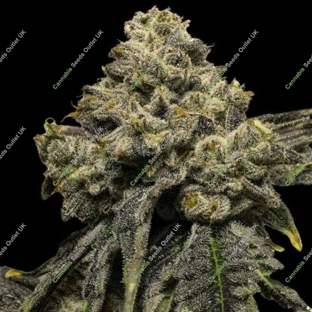 Cheddar Plum Auto Feminized Marijuana Strain by Empire Seed Bank For Sale Online at Cannabis Seeds Outlet