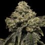 Cheddar Plum Auto Feminized Marijuana Strain by Empire Seed Bank For Sale Online at Cannabis Seeds Outlet