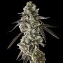 Empire Seed Bank Cheddar Plum Auto Smoke Buds Weed Ganja Skunk Dope Pot Images Pics Nuggets