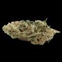 Cheddar Plum Auto Feminized by Empire Seed Bank THC Content Potency Strength CBD Height Yield Flowering Time Indica Sativa Genet