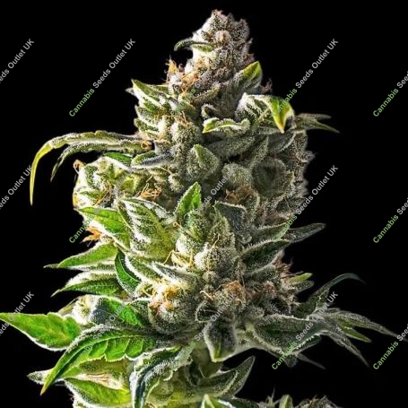 Empire Dragon Feminized Marijuana Strain by Empire Seed Bank For Sale Online at Cannabis Seeds Outlet