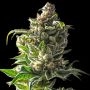 Empire Dragon Feminized Marijuana Strain by Empire Seed Bank For Sale Online at Cannabis Seeds Outlet