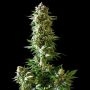 Empire Seed Bank Empire Dragon Smoke Buds Weed Ganja Skunk Dope Pot Images Pics Nuggets