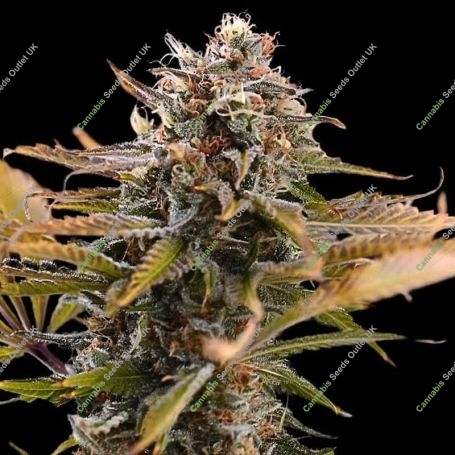 Fatso Feminized Marijuana Strain by Empire Seed Bank For Sale Online at Cannabis Seeds Outlet