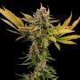 Empire Seed Bank Fatso Smoke Buds Weed Ganja Skunk Dope Pot Images Pics Nuggets