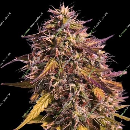 Gas Face Feminized Marijuana Strain by Empire Seed Bank For Sale Online at Cannabis Seeds Outlet