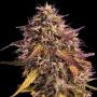 Gas Face Feminized Marijuana Strain by Empire Seed Bank For Sale Online at Cannabis Seeds Outlet