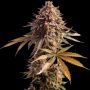 Empire Seed Bank Gas Face Smoke Buds Weed Ganja Skunk Dope Pot Images Pics Nuggets