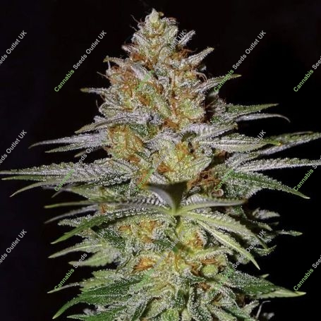 Glitter Bomb Feminized Marijuana Strain by Empire Seed Bank For Sale Online at Cannabis Seeds Outlet