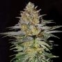 Glitter Bomb Feminized Marijuana Strain by Empire Seed Bank For Sale Online at Cannabis Seeds Outlet