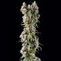 Empire Seed Bank Glitter Bomb Smoke Buds Weed Ganja Skunk Dope Pot Images Pics Nuggets