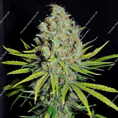Grape Stomper Feminized Marijuana Strain by Empire Seed Bank For Sale Online at Cannabis Seeds Outlet