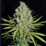 Grape Stomper Feminized Marijuana Strain by Empire Seed Bank For Sale Online at Cannabis Seeds Outlet