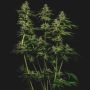 Empire Seed Bank Grape Stomper Smoke Buds Weed Ganja Skunk Dope Pot Images Pics Nuggets