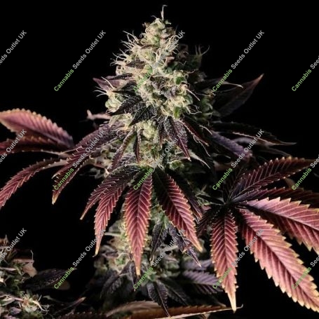 Millionaire Mindset Feminized Marijuana Strain by Empire Seed Bank For Sale Online at Cannabis Seeds Outlet