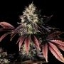 Millionaire Mindset Feminized Marijuana Strain by Empire Seed Bank For Sale Online at Cannabis Seeds Outlet