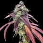 Empire Seed Bank Millionaire Mindset Smoke Buds Weed Ganja Skunk Dope Pot Images Pics Nuggets