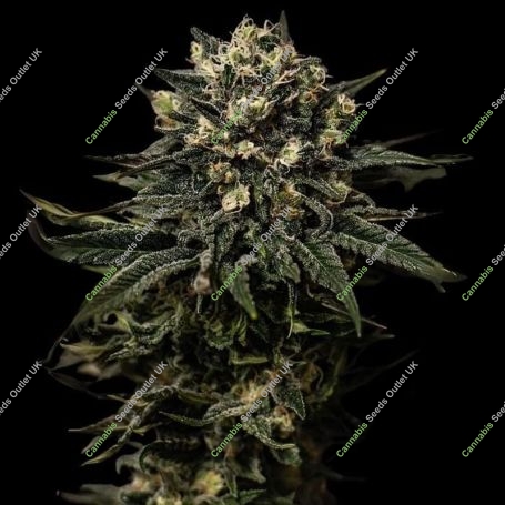 Muddy Waters Feminized Marijuana Strain by Empire Seed Bank For Sale Online at Cannabis Seeds Outlet