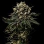 Muddy Waters Feminized Marijuana Strain by Empire Seed Bank For Sale Online at Cannabis Seeds Outlet