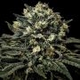 Empire Seed Bank Muddy Waters Smoke Buds Weed Ganja Skunk Dope Pot Images Pics Nuggets