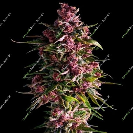 Pink Empire Feminized Marijuana Strain by Empire Seed Bank For Sale Online at Cannabis Seeds Outlet