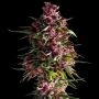 Pink Empire Feminized Marijuana Strain by Empire Seed Bank For Sale Online at Cannabis Seeds Outlet