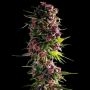 Empire Seed Bank Pink Empire Smoke Buds Weed Ganja Skunk Dope Pot Images Pics Nuggets