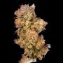 Pink Empire Feminized by Empire Seed Bank THC Content Potency Strength CBD Height Yield Flowering Time Indica Sativa Genetics