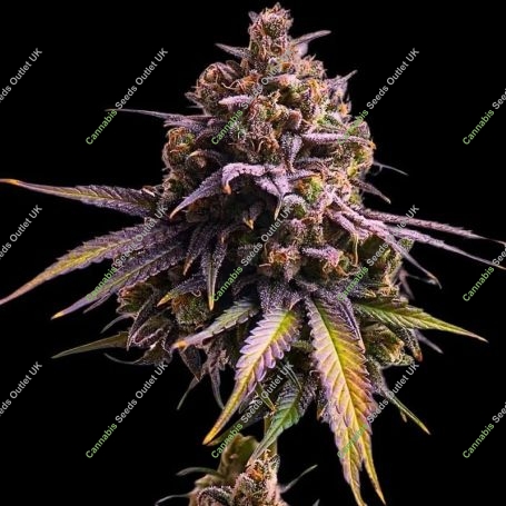 RS11 Auto Feminized Marijuana Strain by Empire Seed Bank For Sale Online at Cannabis Seeds Outlet