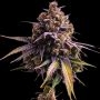 RS11 Auto Feminized Marijuana Strain by Empire Seed Bank For Sale Online at Cannabis Seeds Outlet