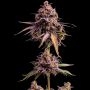 Empire Seed Bank RS11 Auto Smoke Buds Weed Ganja Skunk Dope Pot Images Pics Nuggets