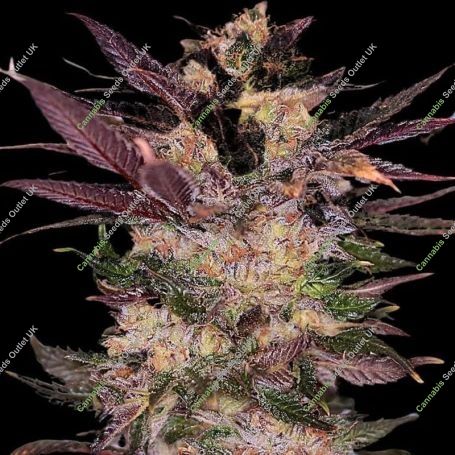 Slapz Feminized Marijuana Strain by Empire Seed Bank For Sale Online at Cannabis Seeds Outlet
