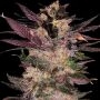 Slapz Feminized Marijuana Strain by Empire Seed Bank For Sale Online at Cannabis Seeds Outlet
