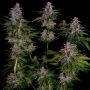 Empire Seed Bank Slapz Smoke Buds Weed Ganja Skunk Dope Pot Images Pics Nuggets