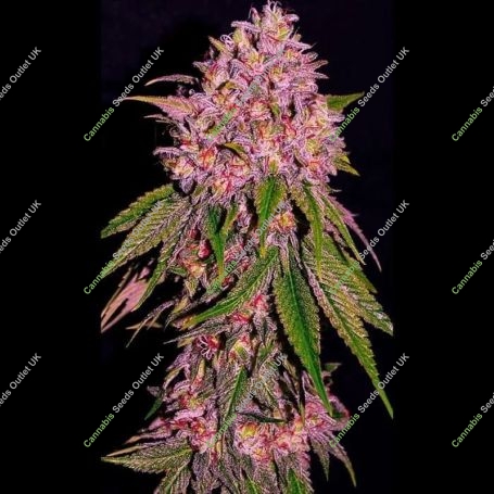 Slurty Feminized Marijuana Strain by Empire Seed Bank For Sale Online at Cannabis Seeds Outlet