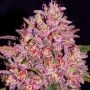 Empire Seed Bank Slurty Smoke Buds Weed Ganja Skunk Dope Pot Images Pics Nuggets