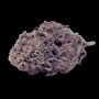 Slurty Feminized by Empire Seed Bank THC Content Potency Strength CBD Height Yield Flowering Time Indica Sativa Genetics