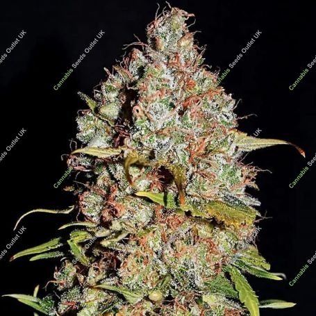 White Truffle Feminized Marijuana Strain by Empire Seed Bank For Sale Online at Cannabis Seeds Outlet
