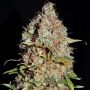 White Truffle Feminized Marijuana Strain by Empire Seed Bank For Sale Online at Cannabis Seeds Outlet