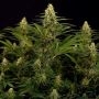 Empire Seed Bank White Truffle Smoke Buds Weed Ganja Skunk Dope Pot Images Pics Nuggets