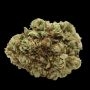 White Truffle Feminized by Empire Seed Bank THC Content Potency Strength CBD Height Yield Flowering Time Indica Sativa Genetics