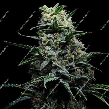 Zlushi Feminized Marijuana Strain by Empire Seed Bank For Sale Online at Cannabis Seeds Outlet