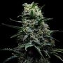 Zlushi Feminized Marijuana Strain by Empire Seed Bank For Sale Online at Cannabis Seeds Outlet
