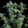 Empire Seed Bank Zlushi Smoke Buds Weed Ganja Skunk Dope Pot Images Pics Nuggets