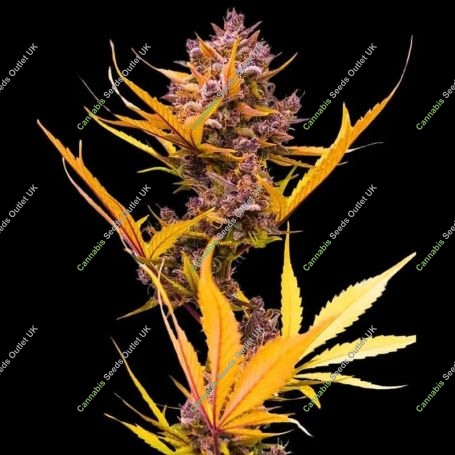 Zoap Auto Feminized Marijuana Strain by Empire Seed Bank For Sale Online at Cannabis Seeds Outlet
