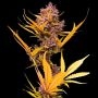 Zoap Auto Feminized Marijuana Strain by Empire Seed Bank For Sale Online at Cannabis Seeds Outlet