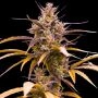 Empire Seed Bank Zoap Auto Smoke Buds Weed Ganja Skunk Dope Pot Images Pics Nuggets