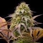 Zoinks Feminized Marijuana Strain by Empire Seed Bank For Sale Online at Cannabis Seeds Outlet