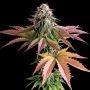 Empire Seed Bank Zoinks Smoke Buds Weed Ganja Skunk Dope Pot Images Pics Nuggets