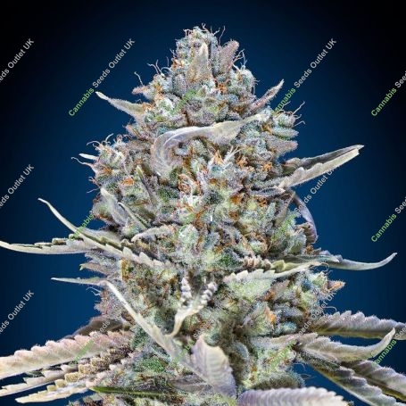 Blue Dream Fast V Feminized Marijuana Strain by OO Seeds For Sale Online at Cannabis Seeds Outlet